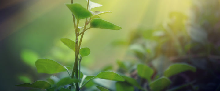 sustainability