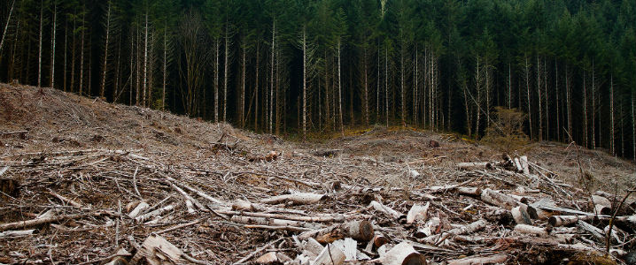 Deforestation in the  threatens one of the world's largest