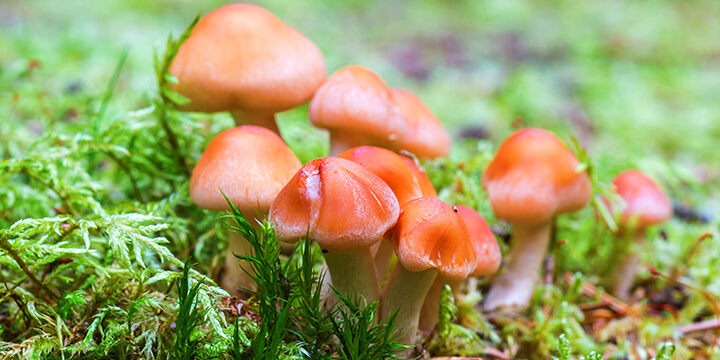 Mushrooms in grass on a mushroom farm