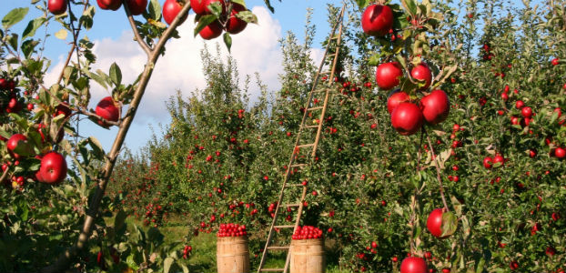 Eco-friendly Garden