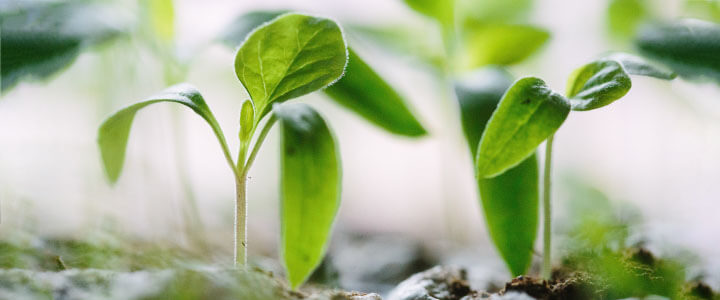 Home Gardening