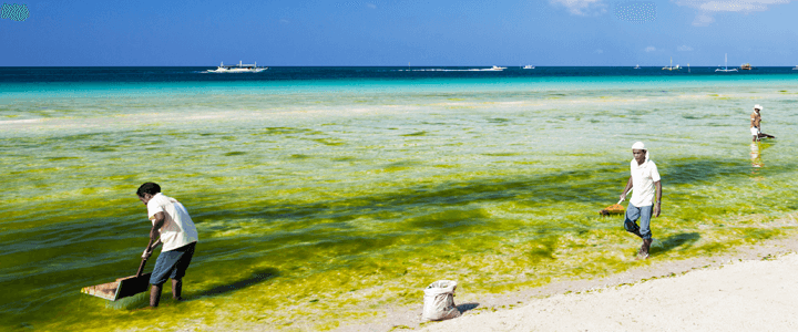 Beach Cleanup