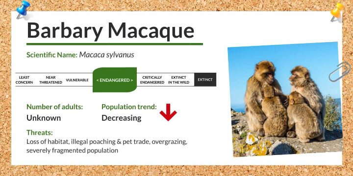 Barbary Macaque