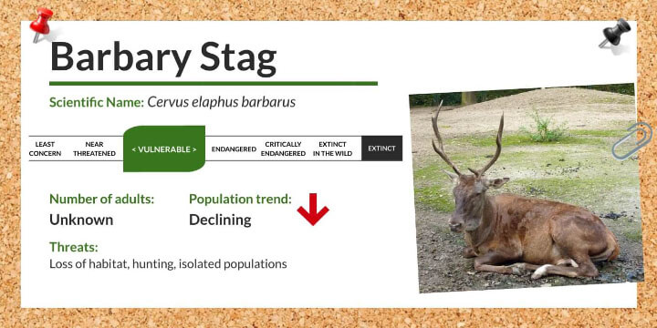 Barbary Stag