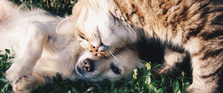 How to be more environmentally friendly for your pets