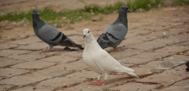 Pigeonon Control