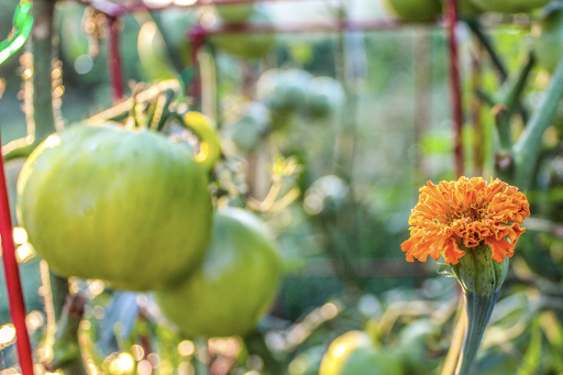 Natural Insecticides for Garden
