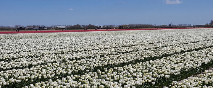 Flower Bulb